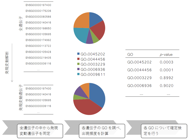 GO解析の手順