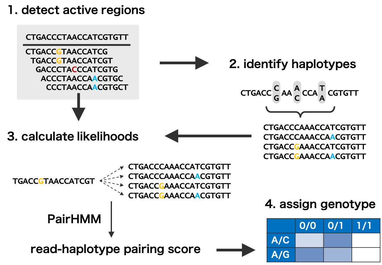 GATK haplotypecaller を使用したハプロタイプ推定