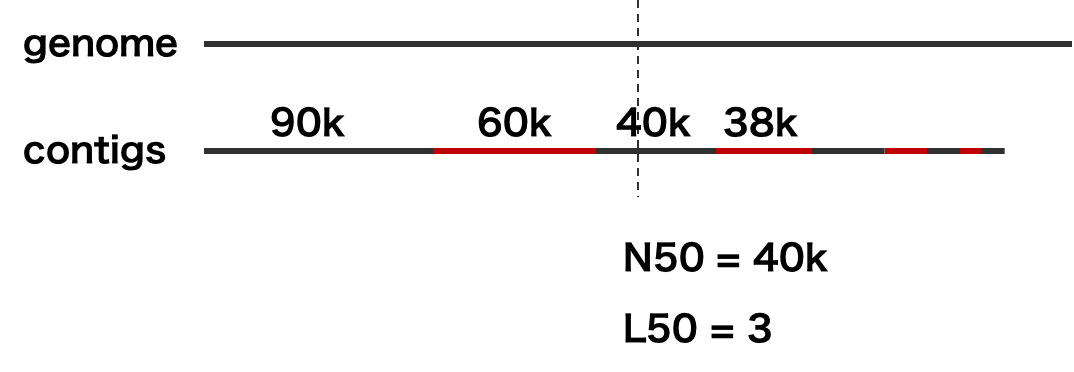contig の N50 および L50 の計算方法
