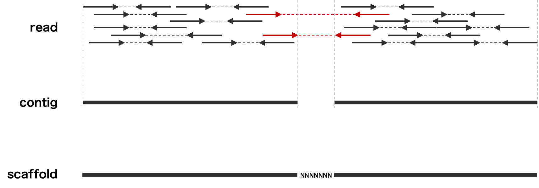 ペペロミアの種類 - ペペロミア・デペアナ
