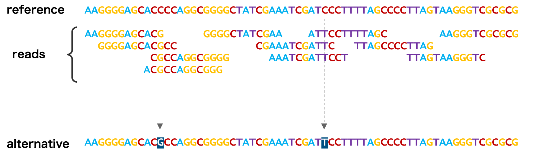 近縁種のゲノム配列を利用してアセンブリーを行う方法