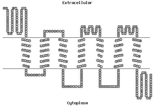 TOPO2を利用してタンパク質の膜貫通領域をプロットの出力結果